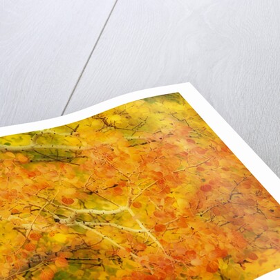 Aspen Foliage in Autumn by Anonymous
