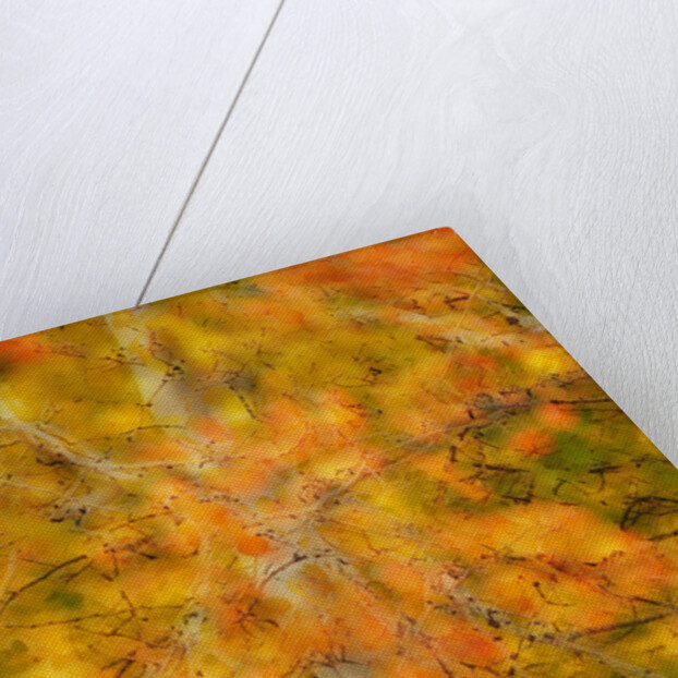 Aspens in Autumn by Anonymous