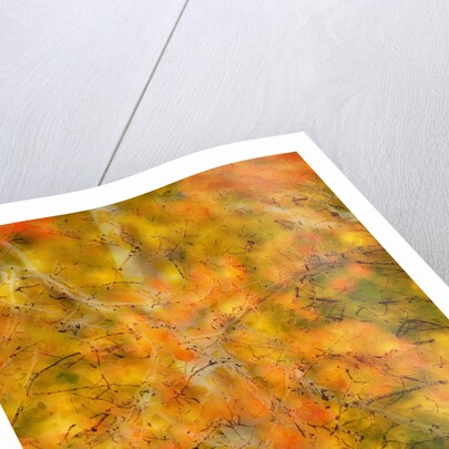 Aspens in Autumn by Anonymous