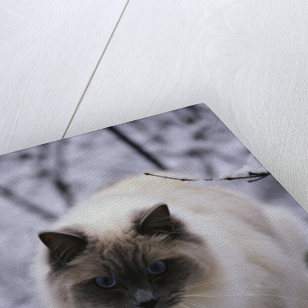 Ragdoll Cat Outside by Anonymous