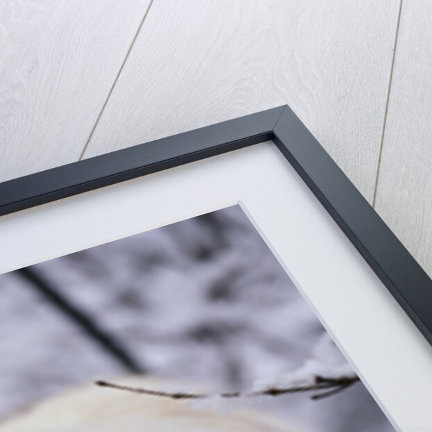 Ragdoll Cat Outside by Anonymous