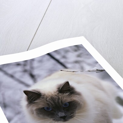 Ragdoll Cat Outside by Anonymous