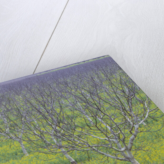 Almond Grove and Wild Mustard Plants by Anonymous