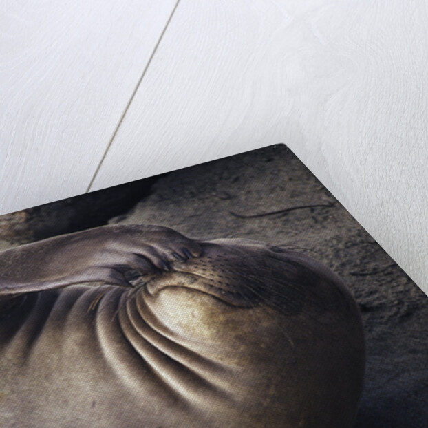 Elephant Seal Scratching by Anonymous
