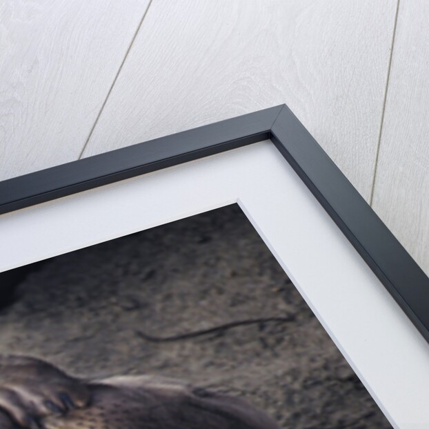 Elephant Seal Scratching by Anonymous