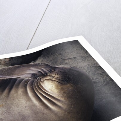 Elephant Seal Scratching by Anonymous