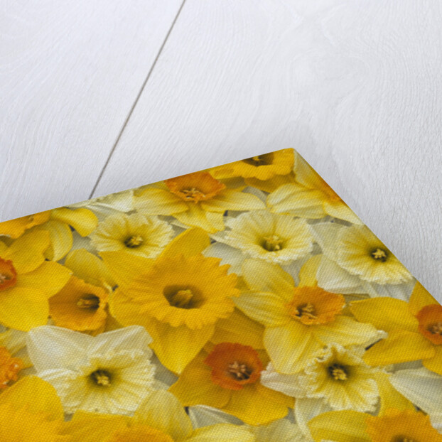 Blooming Daffodils by Anonymous