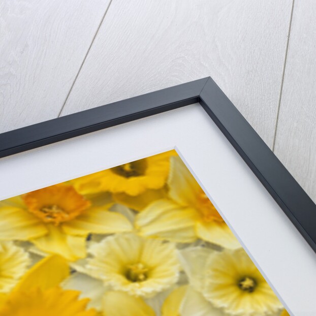 Blooming Daffodils by Anonymous