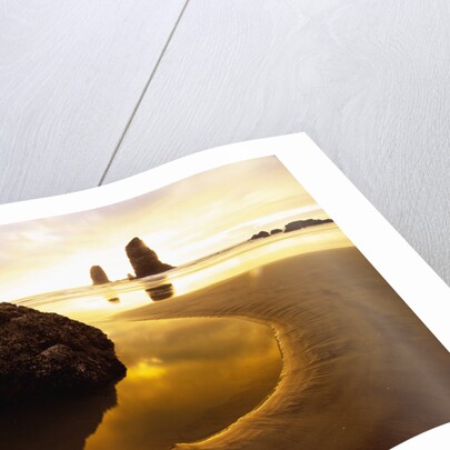 Tide Pool at Cannon Beach by Anonymous