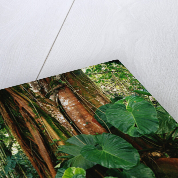 Anthurium Leaves and Red Mangrove by Anonymous
