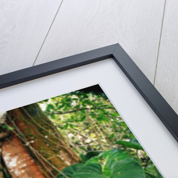 Anthurium Leaves and Red Mangrove by Anonymous