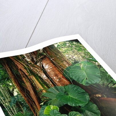Anthurium Leaves and Red Mangrove by Anonymous
