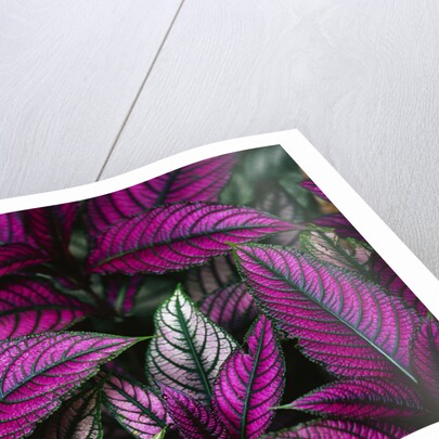 Coleus Variety at Casa Orquideas Botanical Garden by Anonymous