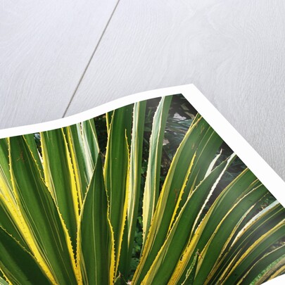 Cactus Leaves at Casa Orquideas Botanical Garden by Anonymous