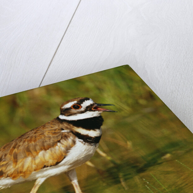 Killdeer near Nest by Anonymous