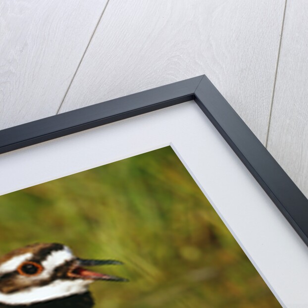Killdeer near Nest by Anonymous