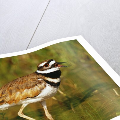 Killdeer near Nest by Anonymous