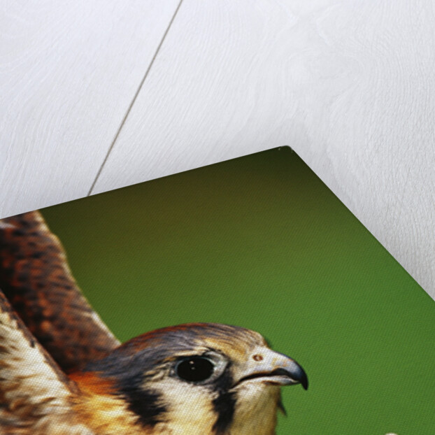 American Kestrel on a Crab Apple Bloom by Anonymous
