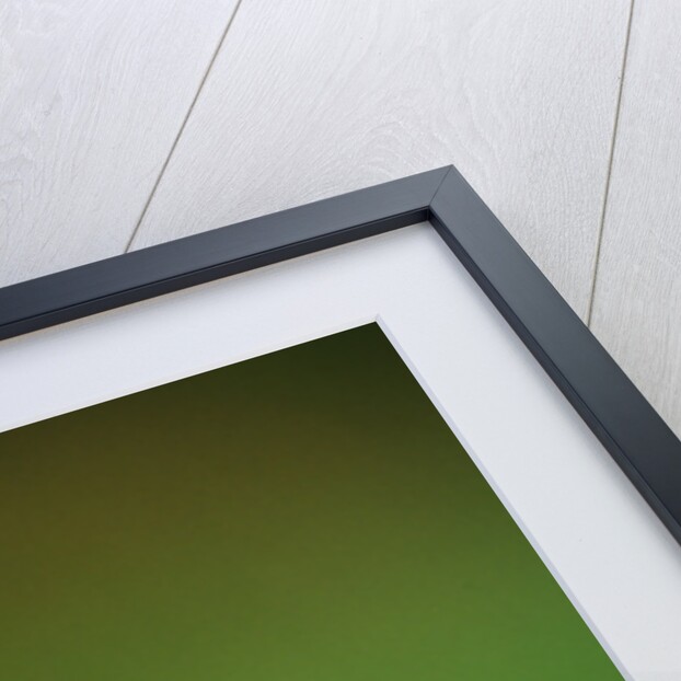 American Kestrel on a Crab Apple Bloom by Anonymous