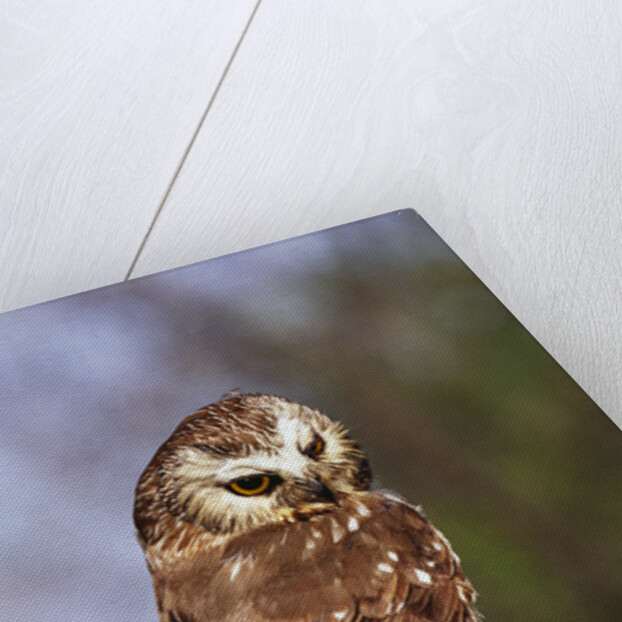 Saw-Whet Owl on Crab Apple Bloom by Anonymous