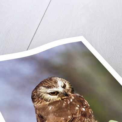 Saw-Whet Owl on Crab Apple Bloom by Anonymous