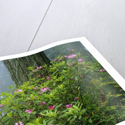 Rhododendrons Among Redwoods by Anonymous