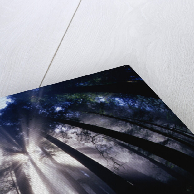 Sunlight Passing Through Redwood Forest by Anonymous