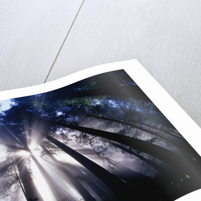 Sunlight Passing Through Redwood Forest by Anonymous