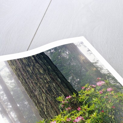 Rhododendrons and a Redwood by Anonymous