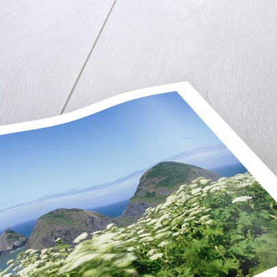 Cow Parsnip Plants Along Oregon Coastline by Anonymous