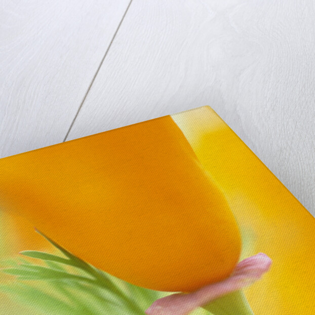 California Poppy by Anonymous