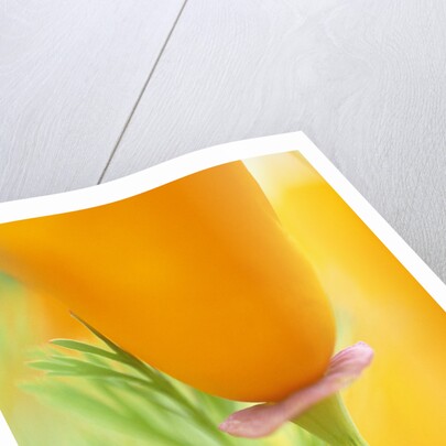 California Poppy by Anonymous