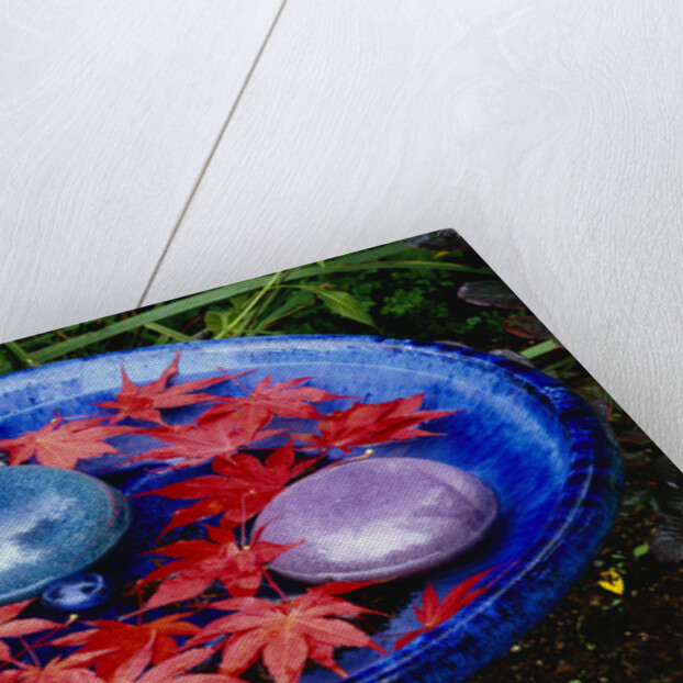 Leaves Floating in a Bird Bath by Anonymous