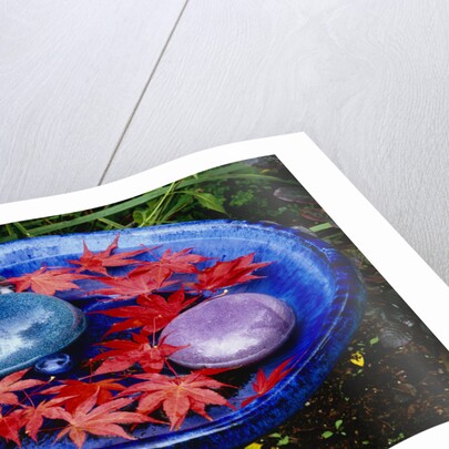 Leaves Floating in a Bird Bath by Anonymous