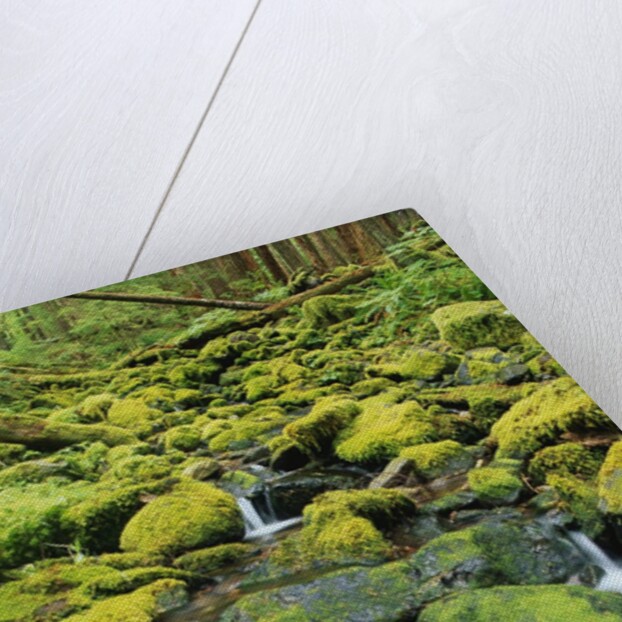 Stream Flowing Through Moss Covered Rocks by Anonymous