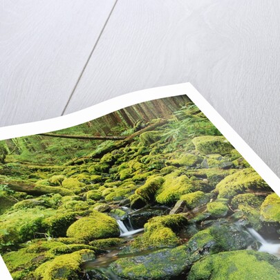 Stream Flowing Through Moss Covered Rocks by Anonymous