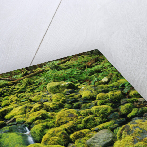 Stream Flowing Through Moss Covered Rocks by Anonymous