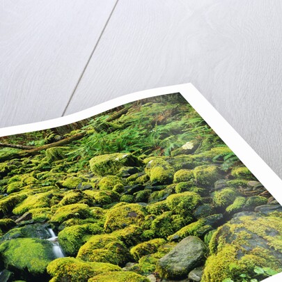 Stream Flowing Through Moss Covered Rocks by Anonymous