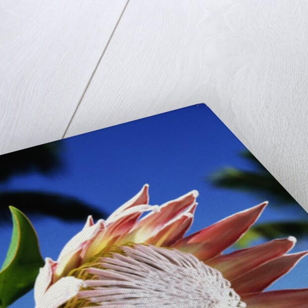 King Protea on Maui by Anonymous