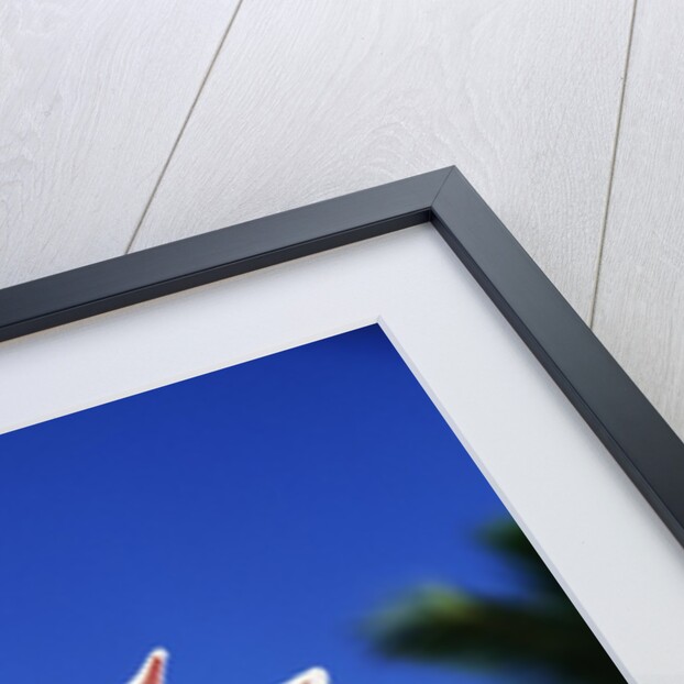 King Protea on Maui by Anonymous