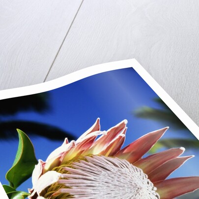 King Protea on Maui by Anonymous