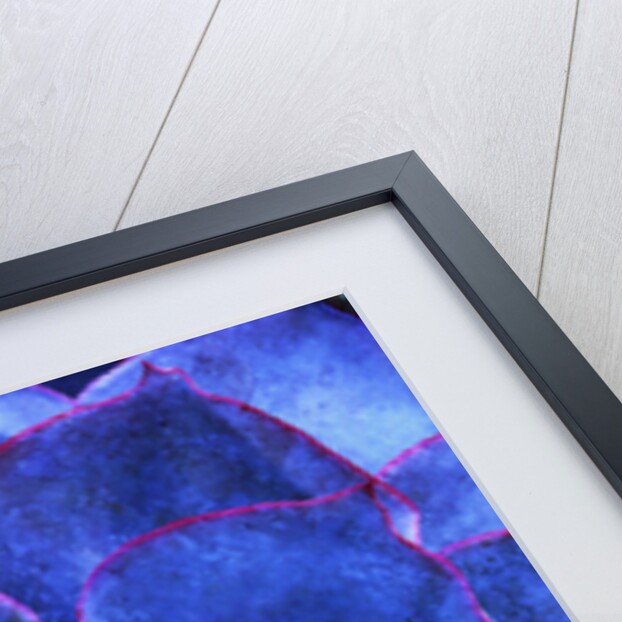 Succulent on Maui by Anonymous