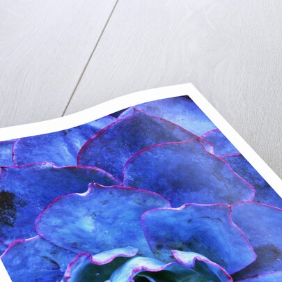 Succulent on Maui by Anonymous