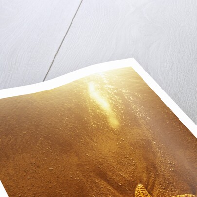 Starfish on Maui Beach by Anonymous