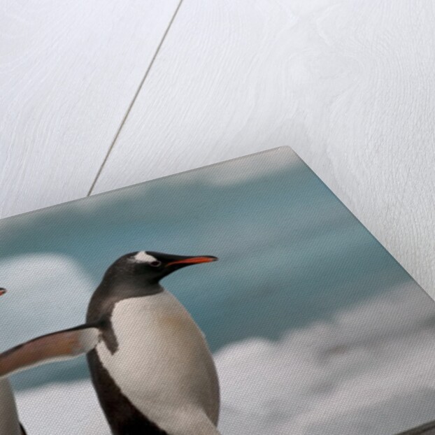 Two Gentoo Penguins by Anonymous