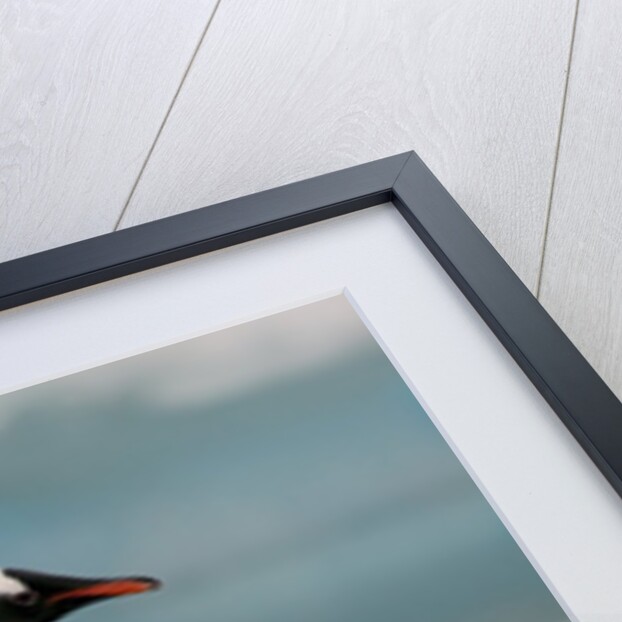 Two Gentoo Penguins by Anonymous