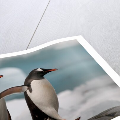 Two Gentoo Penguins by Anonymous