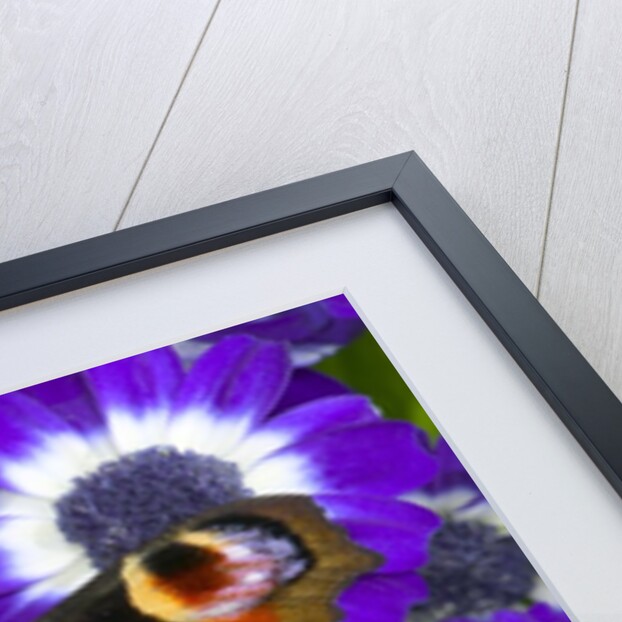 Butterfly on Purple Daisies by Anonymous