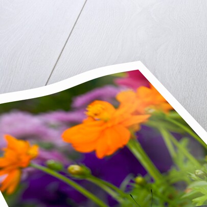 Butterfly on Yellow Flowers by Corbis