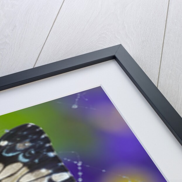 Hamadryas Butterfly Caught in a Spiderweb by Anonymous